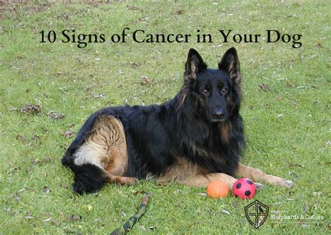 10 Signs of Cancer in Dogs - Guild of Shepherds & …