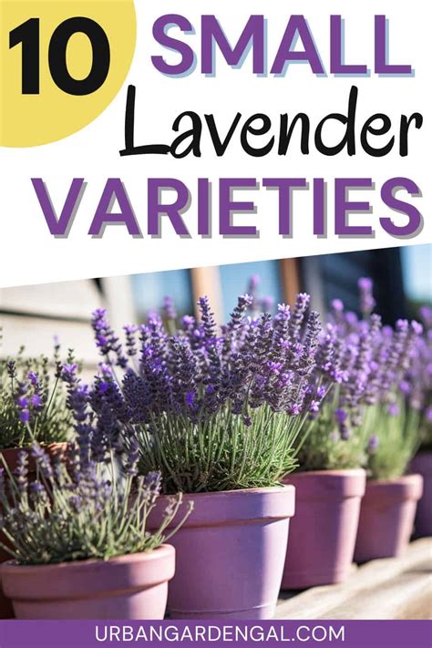 10 Small Lavender Varieties - Urban Garden Gal