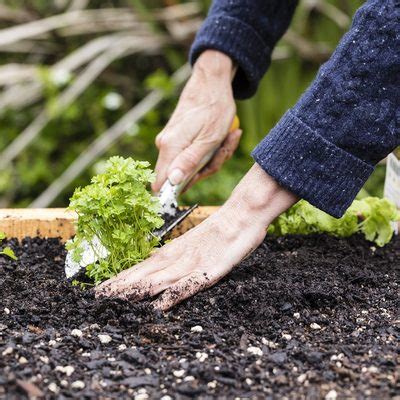 10 Solutions for Your Most Common Gardening Problems