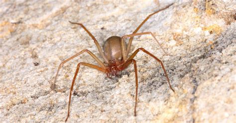 10 Spiders in Georgia - AZ Animals