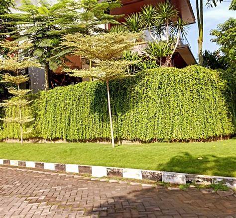 10 Tanaman Rambat Ini Cocok Untuk … - raincitystudios.com