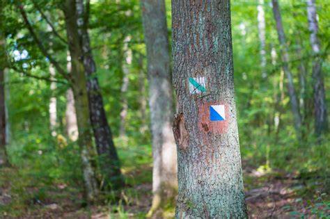 10 Tree Marking Paint Uses for Forestry and Land … - raincitystudios.com