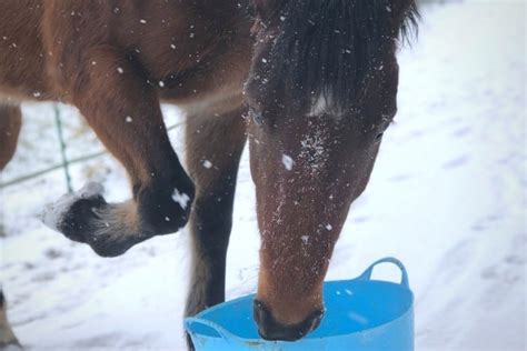 10 Tips For Healthy Winter Horse Feeding Forageplus