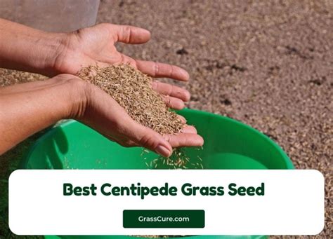 10 Top Best Centipede Grass Seed in 2024 by Homechit