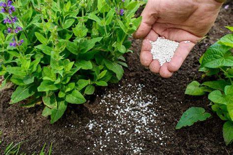 10 Ways How Add Calcium To Your Soil For Healthier Plants (And 10 ... - raincitystudios.com