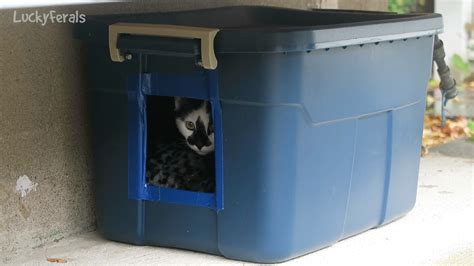 10 Ways To Get A Cat To Use A Feral Cat Shelter - Lucky …