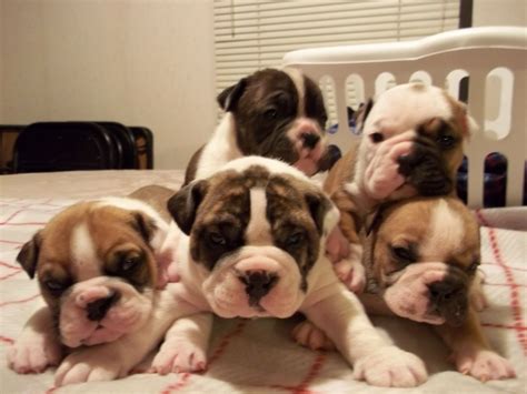 10 Week Old English Bulldog Puppies