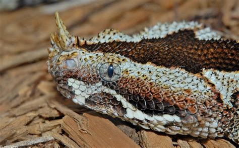 10 Weirdest Reptiles on the Planet - Toptenz.net