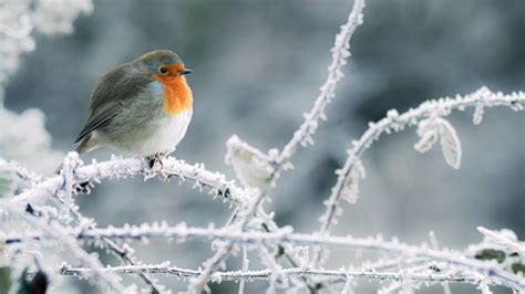 10 Winter Bird Foods And The Birds That Love Them