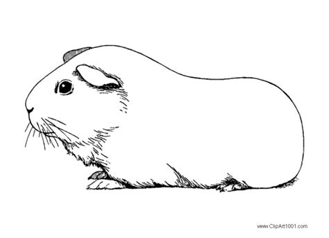 10 Adorable Guinea Pig Coloring Pages For Kids Guinea Pig Coloring Page - Guinea Pig Coloring Page