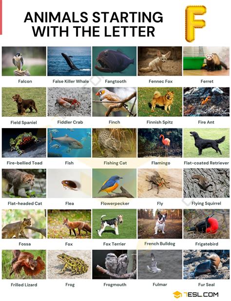 10 Animals That Start With F See Photos Objects That Start With F - Objects That Start With F