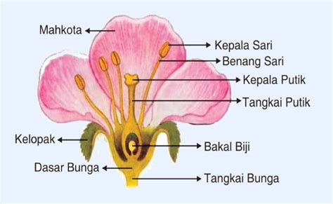 10 Bagian Bagian Bunga Paling Lengkap Beserta Fungsinya Bagian Bunga Yang Sering Disebut Sebagai Perhiasan Bunga Adalah - Bagian Bunga Yang Sering Disebut Sebagai Perhiasan Bunga Adalah