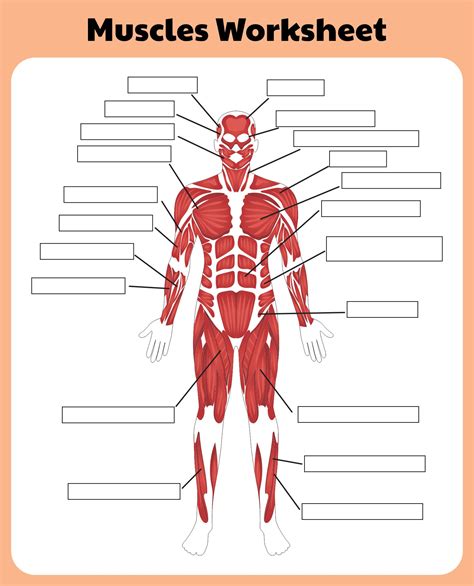 10 Best Printable Worksheets Muscle Anatomy Pdf For Muscle Worksheet First Grade - Muscle Worksheet First Grade