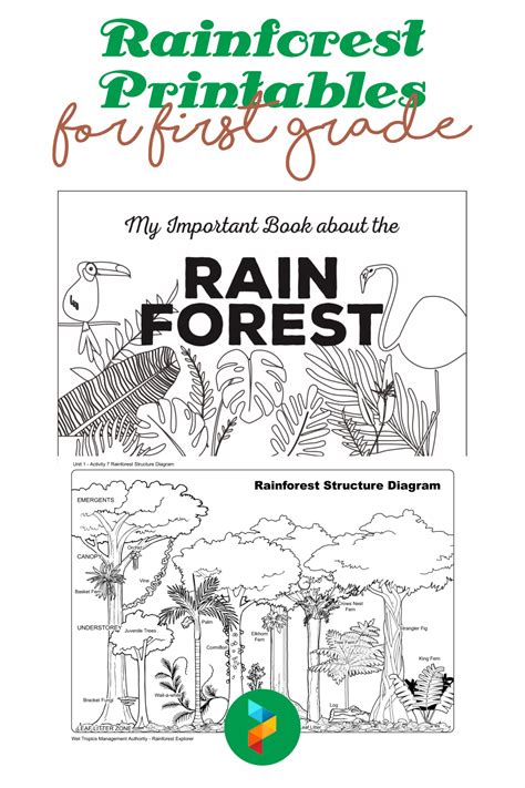 10 Best Rainforest Printables For First Grade Printablee Rainforest First Grade - Rainforest First Grade