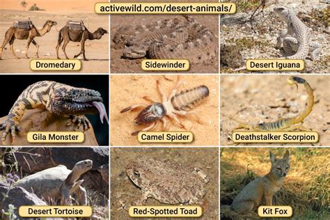 10 desert animals.  Use this information to support a desert biome les...