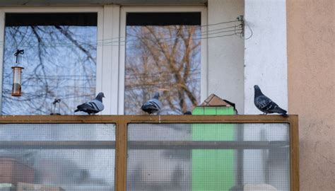 10 Easy Ways To Keep Pigeons Away From How To Stop Pigeons From Sitting On Balcony - How To Stop Pigeons From Sitting On Balcony