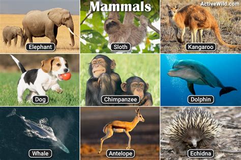 10 examples of mammals