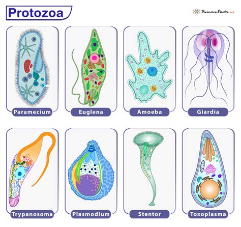 10 examples of protozoa