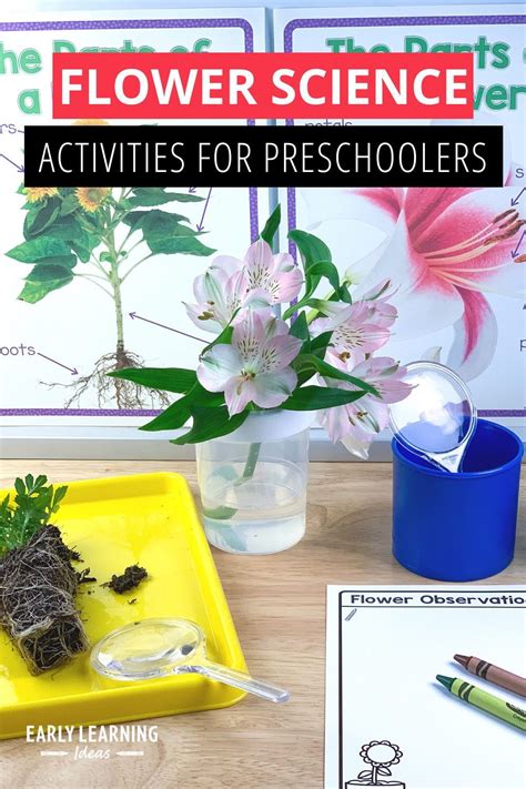 10 Exciting Flower Science Activities For Your Preschoolers Science Experiments With Flowers - Science Experiments With Flowers