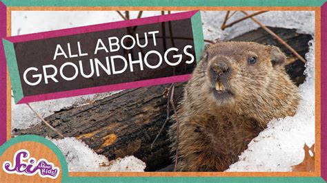 10 Fun And Informative Groundhog Day Videos For Groundhog Day For First Grade - Groundhog Day For First Grade