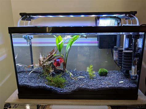 10 gallon tank for betta fish. Things To Know About 10 gallon tank for betta fish. 