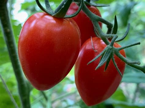 10 godaste tomaterna &ndash; tomat&auml;lvans favoriter