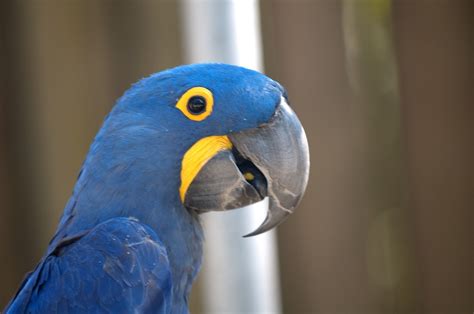 10 Harga Burung Termahal Di Dunia Burungnya Com Burung Paling Mahal - Burung Paling Mahal
