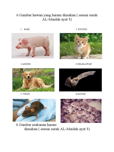 10 hewan haram