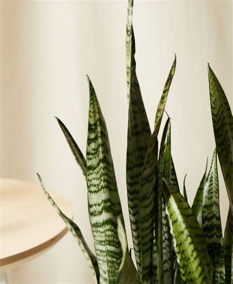 10 humidity-loving houseplants that will thrive in …