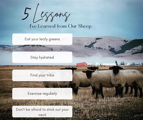 10 Lessons Learned From Sheep Shuttles