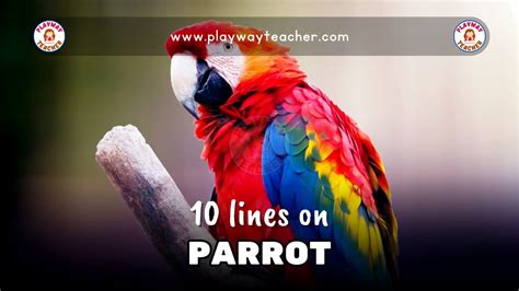10 Lines On Parrot Playway Teacher 10 Lines On My Pet Parrot - 10 Lines On My Pet Parrot