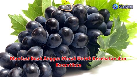 10 manfaat buah anggur merah untuk kesehatan yang jarang diketahui 【Advanced book w100 driver】