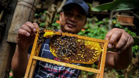 10 Manfaat Madu Klanceng Dari Lebah Spesial Anti Madu Klanceng Untuk Kolesterol - Madu Klanceng Untuk Kolesterol