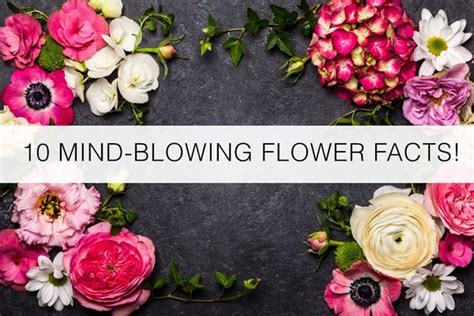 10 Mind Blowing Flowers That Look Like Birds Flowers That Looks Like Birds - Flowers That Looks Like Birds