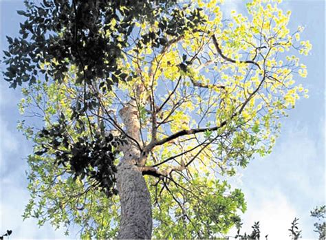 10 native tree species up for an upgrade Inquirer Business