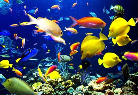 10 of the Most Expensive Tropical Fish TheRichest