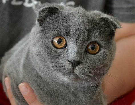 10 Ras Kucing Paling Mahal Sedunia Harganya Bikin Harga Kucing Russian Blue - Harga Kucing Russian Blue