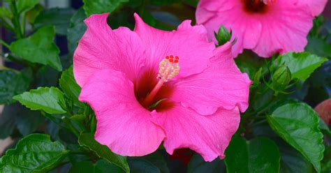 10 Secrets About Do Hibiscus Flowers Close At Does Hibiscus Flowers Close At Night - Does Hibiscus Flowers Close At Night