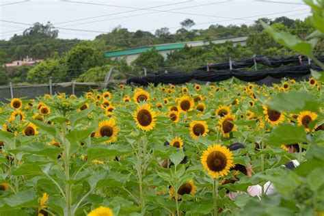 10 surprising places to admire flowers in Hong Kong Localiiz