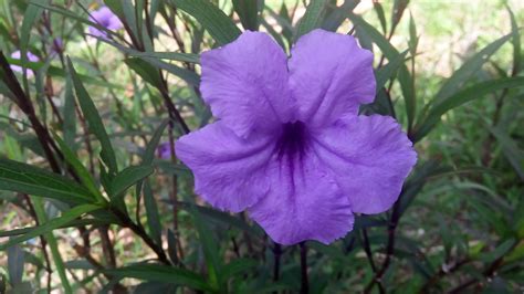 10 Tanaman Hias Bunga Warna Ungu Taman Rumah Warna Ungu Lavender Muda - Warna Ungu Lavender Muda