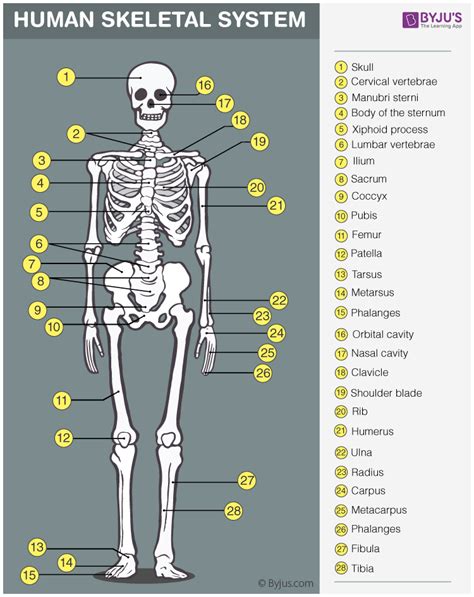 10 Types Of Human
