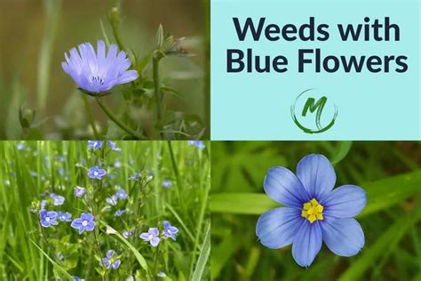 10 Weeds With Blue Flowers Identify By Photo Weeds With Blue Flowers - Weeds With Blue Flowers