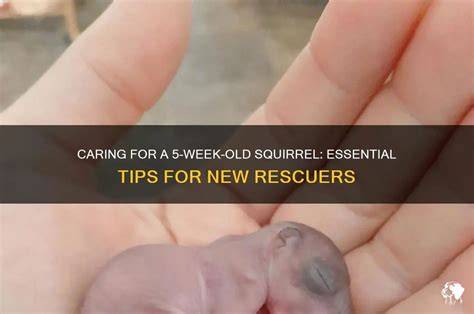 10 week old squirrel.  Perfect for wildlife enthusiasts and rescuers.  Bott...