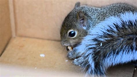 10 week old squirrel. .  <a href=http://priceking.ch/rmgorlzv/pcb-programming-software....