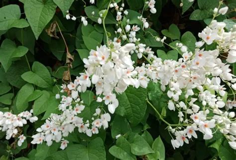 10 White Flowering Vines Plus Growing Tips Garden Small White Flowers On Vine - Small White Flowers On Vine