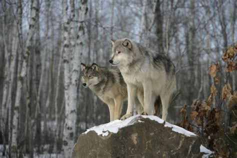 10 wolves released so far in Colorado reintroduction effort