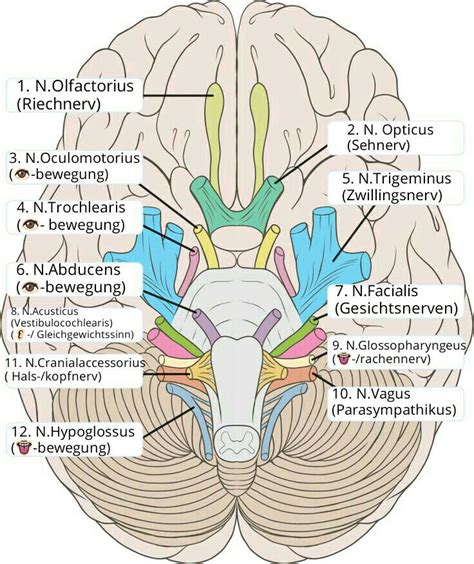 10. hirnnerv eingeklemmt