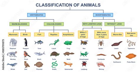10.2: Animal Classification - Biology LibreTexts - muktibox.com