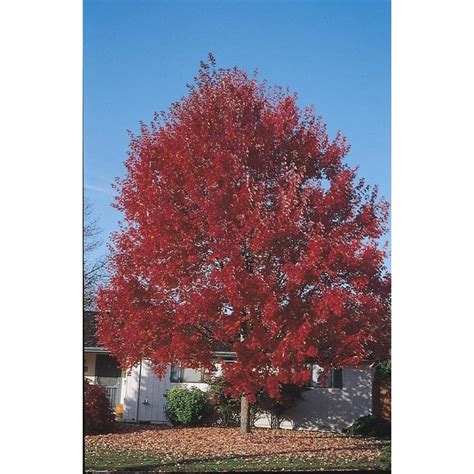 10.25-Gallon Red Shade Red Maple In Pot (With Soil) - Lowes