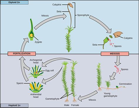 10.3 Algae Growth and Reaction Conditions